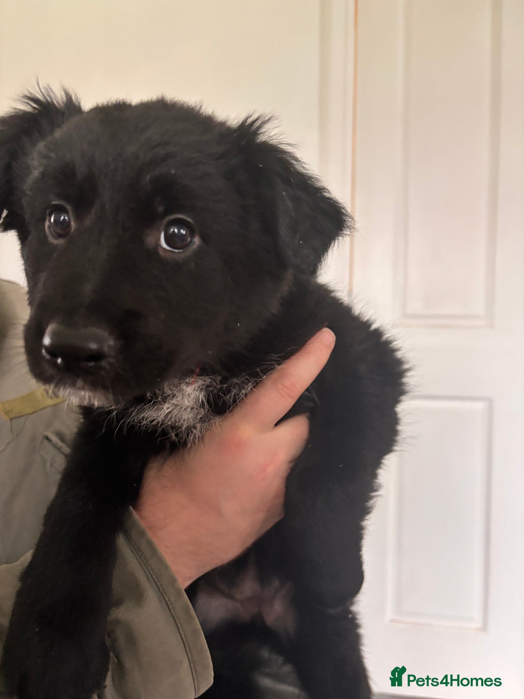 Mixed Breed dogs for sale: 🐾 Beautiful Shollie Pups - Ready Now 🐾 - Advert 10