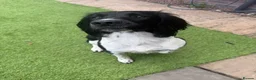 English Springer Spaniel dogs for stud:  Proven English Springer Spaniel Stud - Advert 7