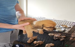 Mixed Breed dogs for sale: dachshund  x pug puppy's  - Image 5