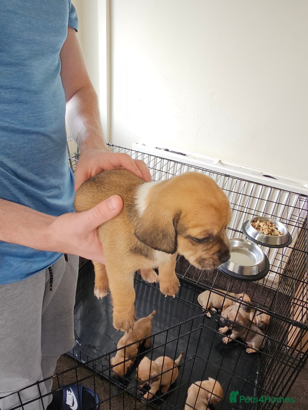 Mixed Breed dogs for sale: dachshund  x pug puppy's  - Image 5