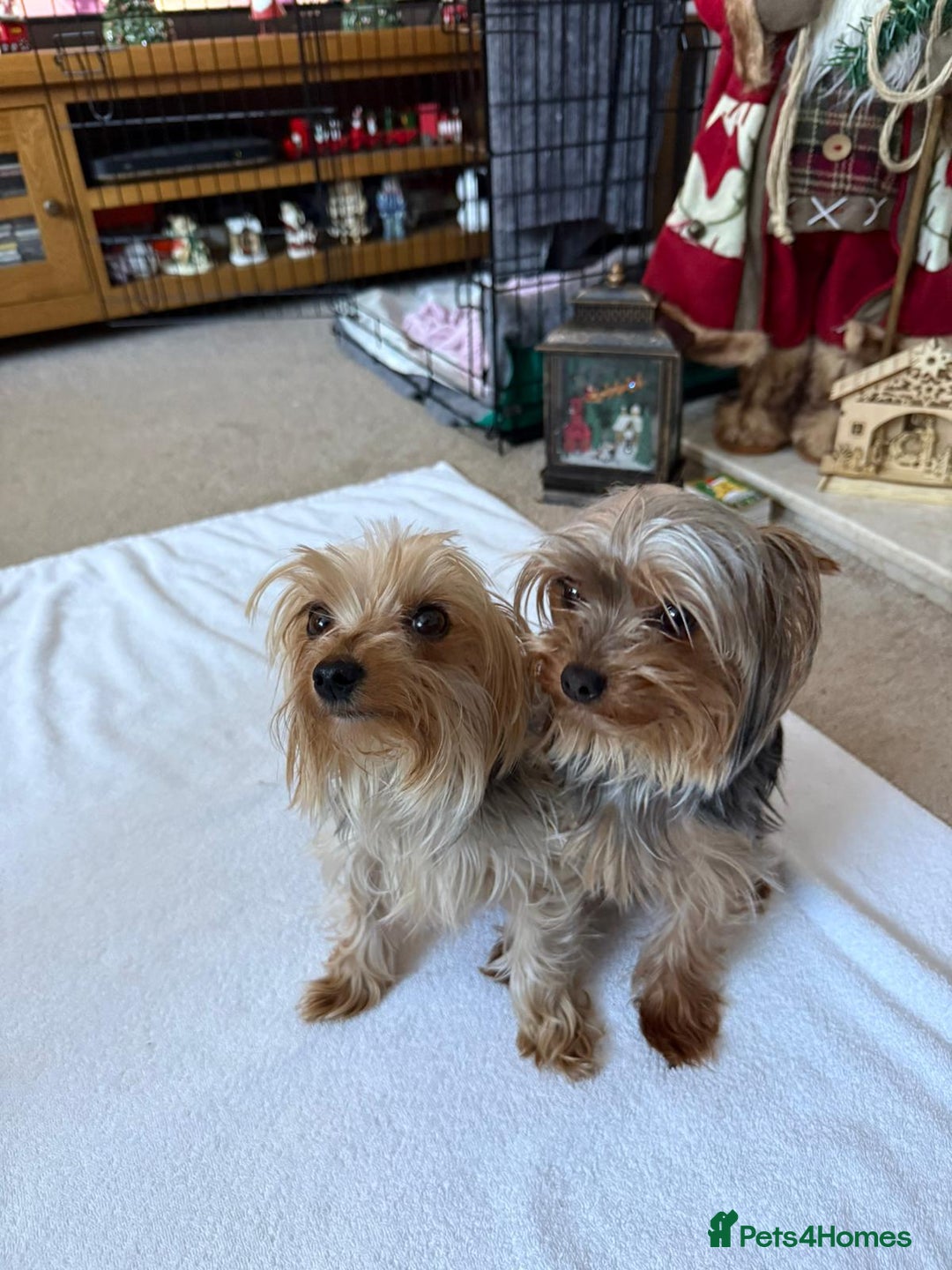 Yorkshire Terrier dogs for sale: Tiny Yorkshire Terriers - Advert 12