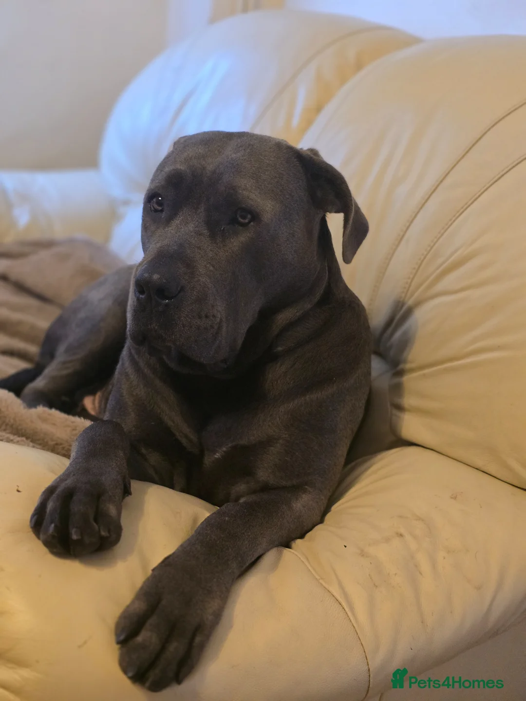 Cane Corso dogs for sale: Blue cane corso in Port Talbot - Advert 1