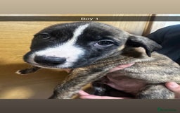 Mixed Breed dogs for sale: Puppies for sale  - Image 28