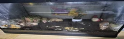 Snails invertebrates for sale: Giant African snails in Northampton - Advert 5
