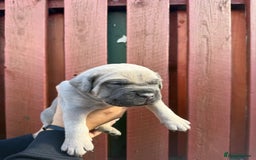 Cane Corso dogs for sale: cane corso pups - Image 12