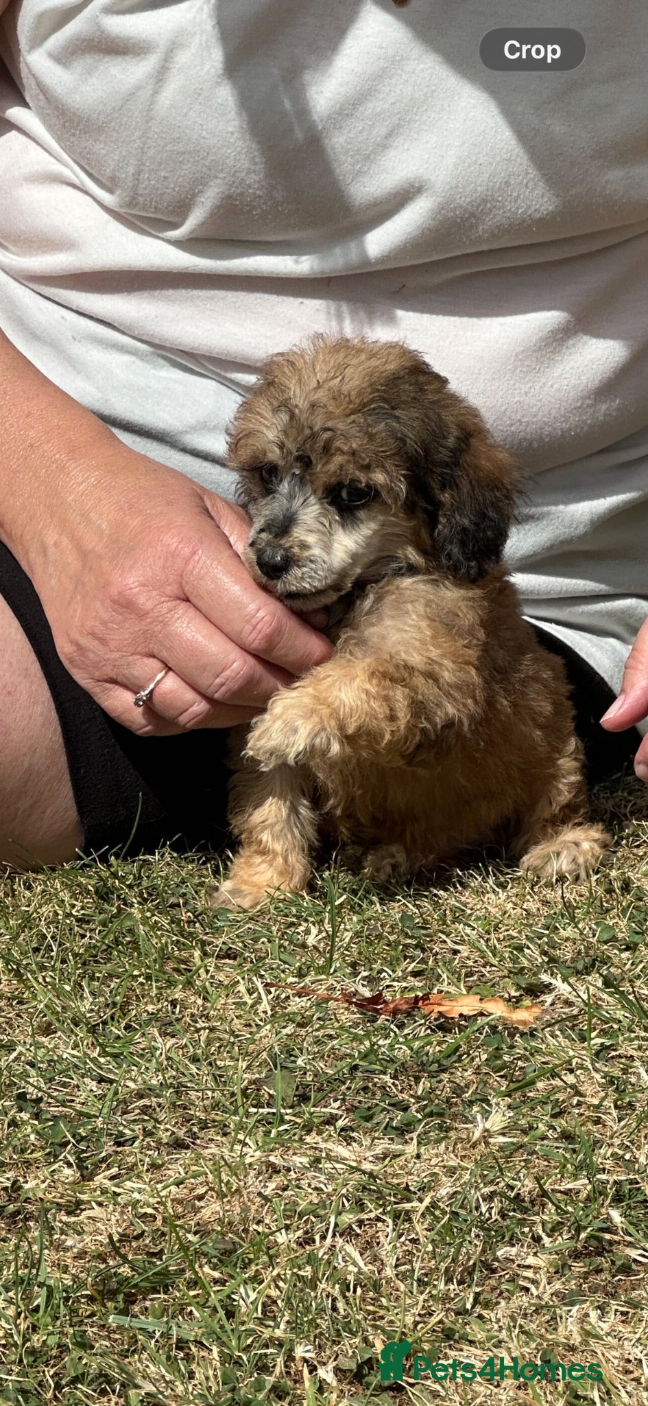 Miniature Poodle dogs 🌟miniature poodles ready now🌟 - Advert 1