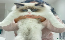 Ragdoll cats for sale: RARE TICA ENTIRE MALE SEAL POINT BICOL CHAMP BLOOD - Image 13