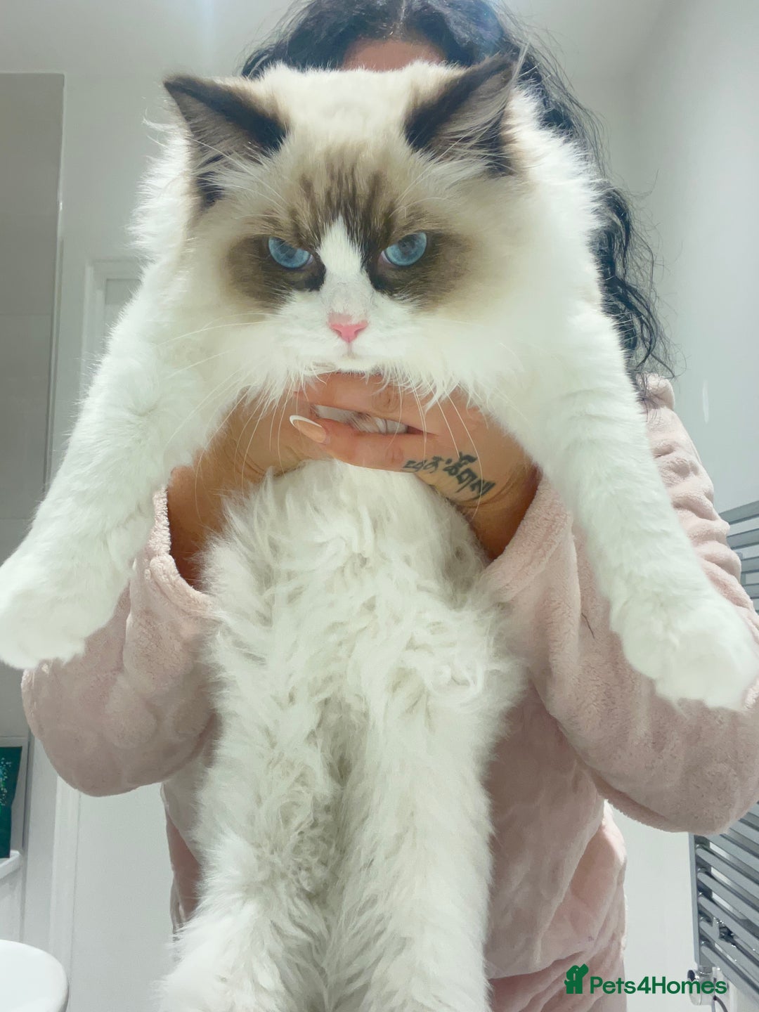 Ragdoll cats for sale: RARE TICA ENTIRE MALE SEAL POINT BICOL CHAMP BLOOD - Image 13