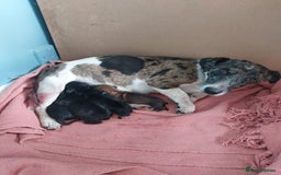 Mixed Breed dogs for sale: Terrier x dachshund - Image 6