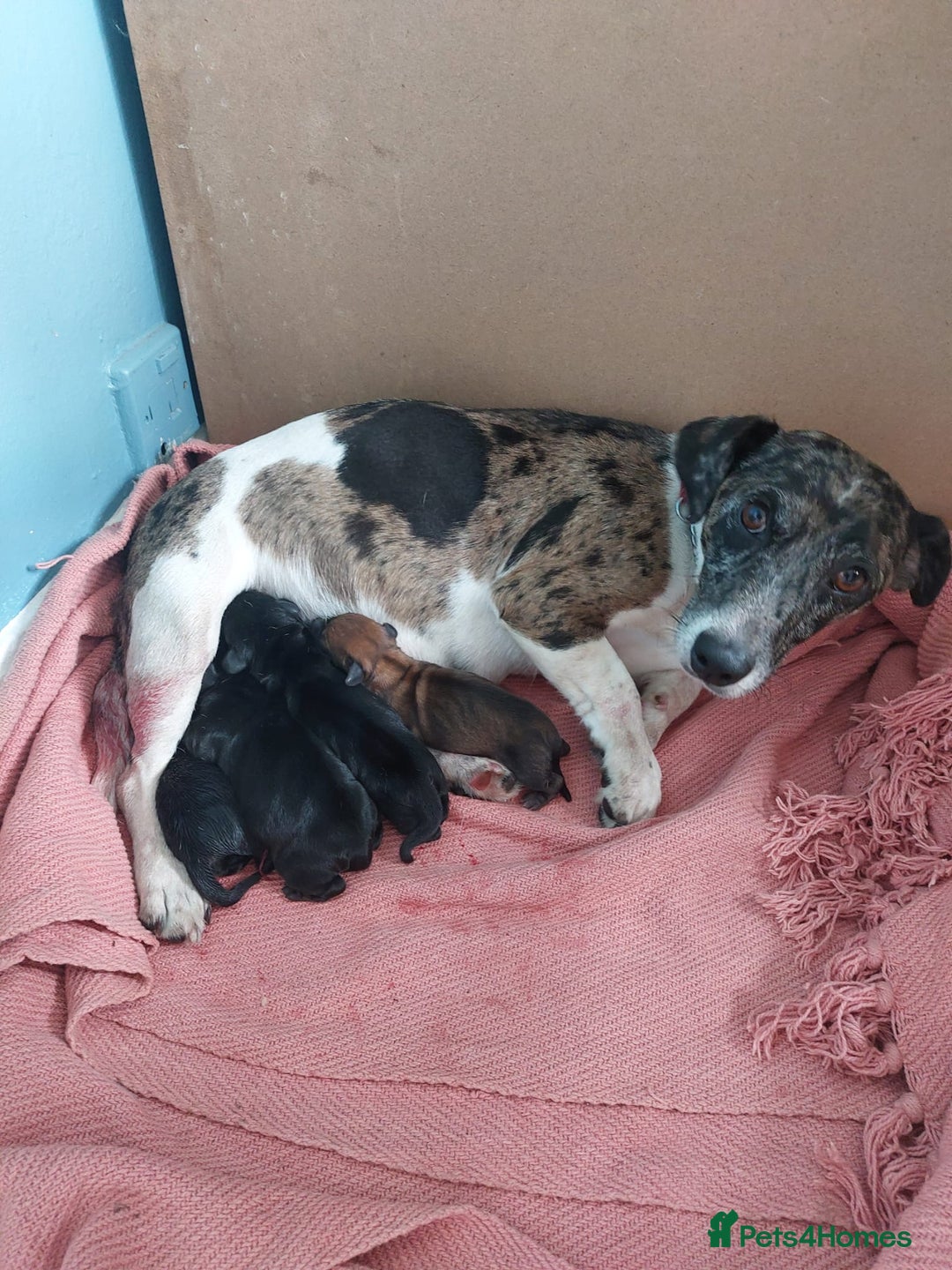 Mixed Breed dogs for sale: Terrier x dachshund - Image 6