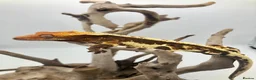 Gecko reptiles for sale: PET ONLY (ON HOLD) - Advert 2