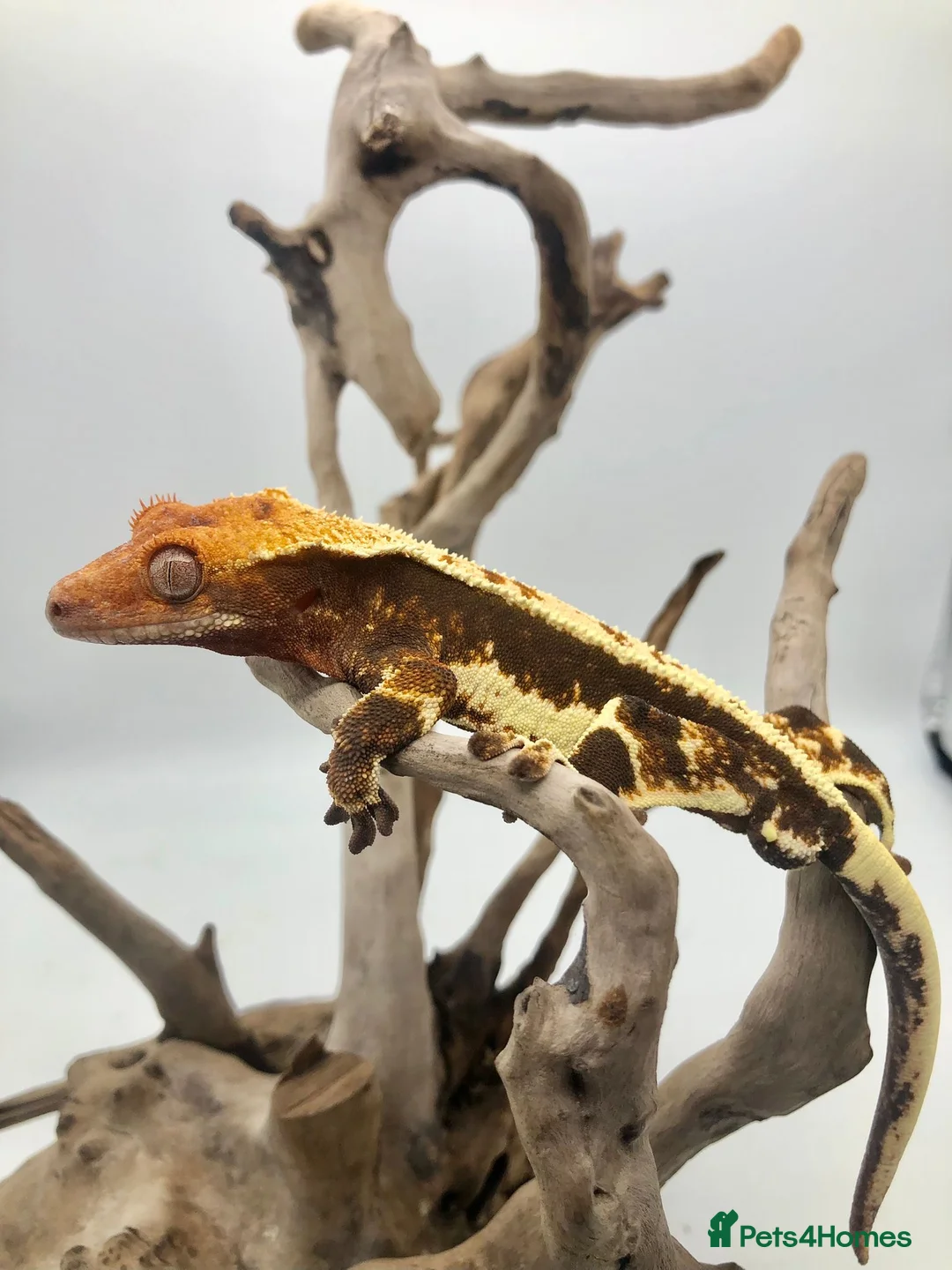Gecko reptiles for sale: PET ONLY (ON HOLD) - Advert 2