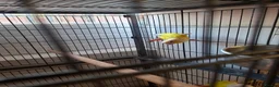 Conures birds for sale: Young conures - Advert 5