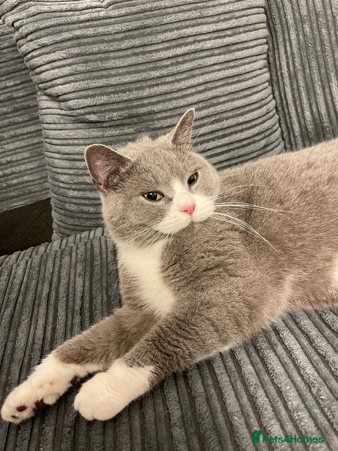 British Shorthair cats for sale: Stunning retired queen for sale - Advert 3