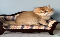 British Shorthair cats for sale: 🌟Adorable Pure BSH 5 kittens 🌟 - Image 18