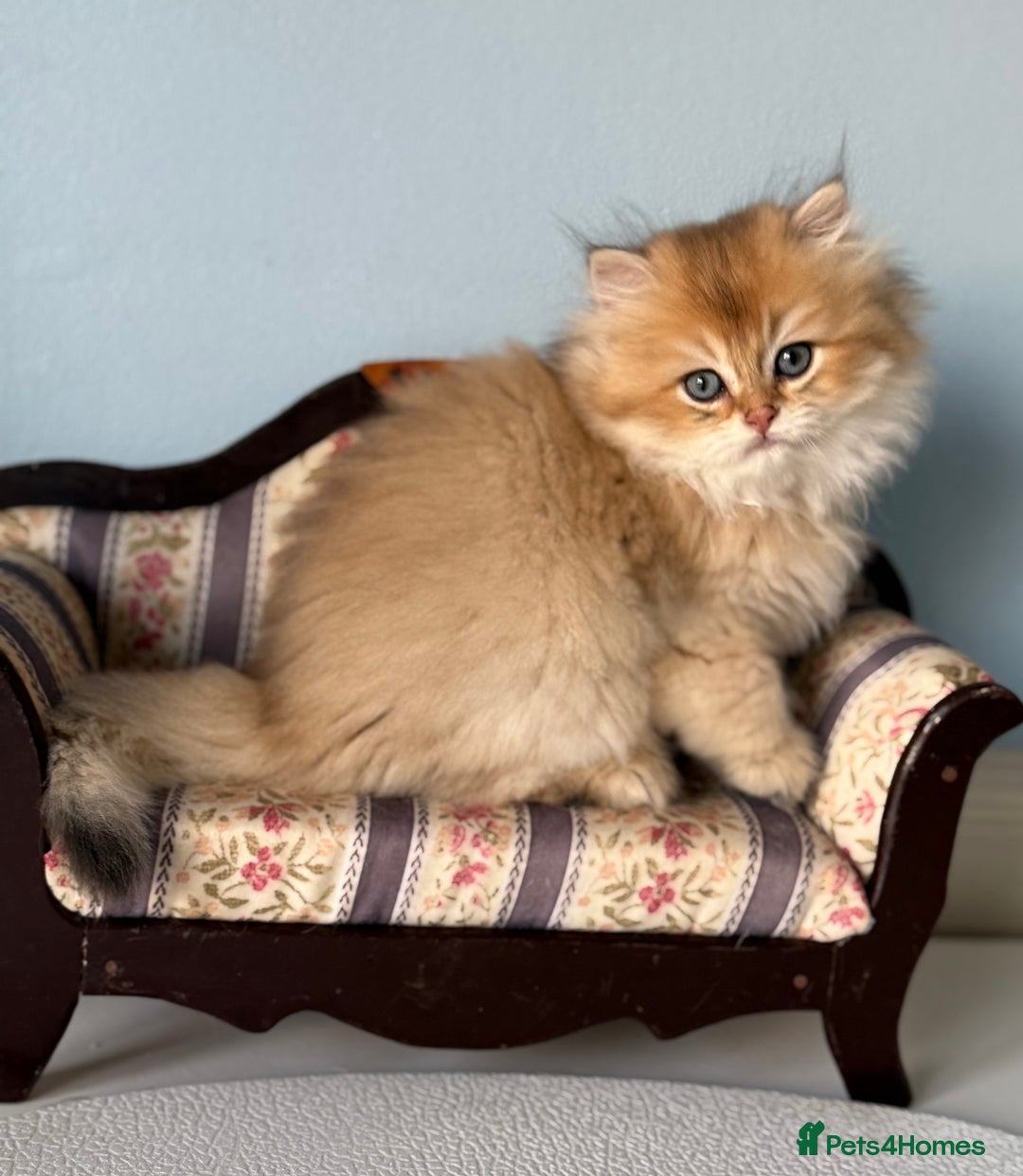 British Shorthair cats for sale: 🌟Adorable Pure BSH 5 kittens 🌟 - Image 18