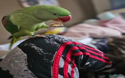 Parrots birds for sale: Beautiful Alexandrine Parrot for sale  - Image 3
