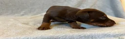 Dobermann dogs for sale: European American mix - Advert 8