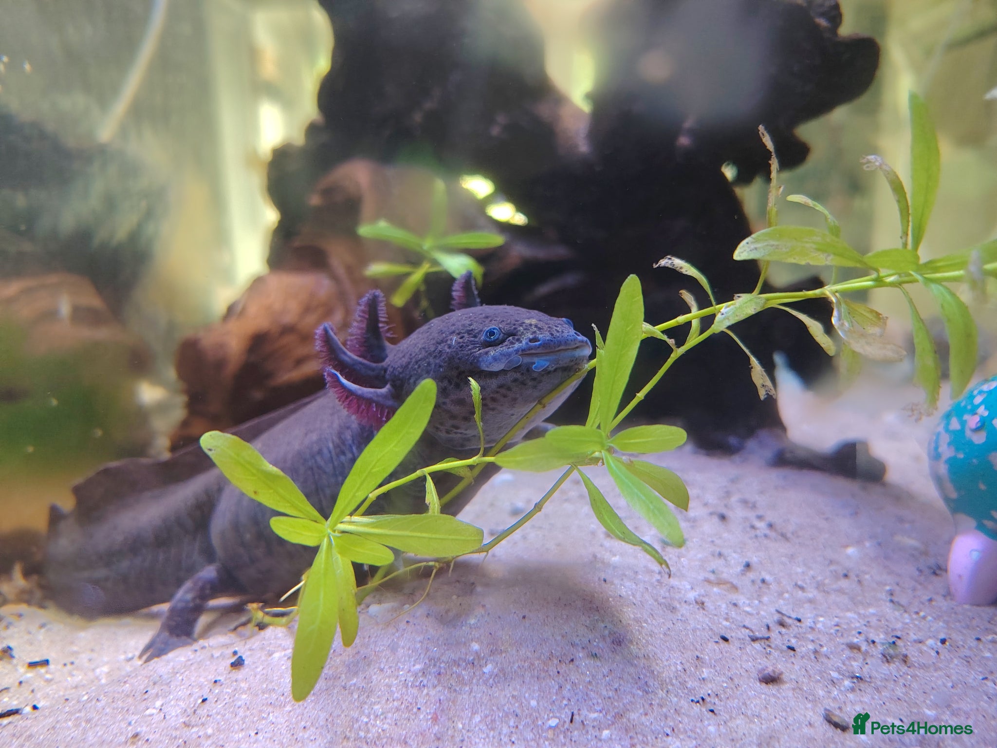 Axolotl reptiles Axolotl ready now - Advert 1