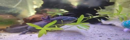 Axolotl reptiles for sale: Axolotl ready now - Advert 1