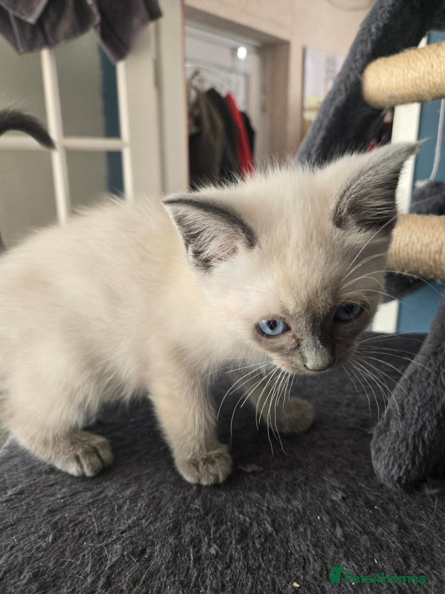 Ragdoll cats Half-Ragdolls from £150 (ready to leave) - Advert 1