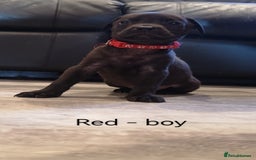 Mixed Breed dogs for sale: Ready in 11 days! 9x LABRADOR X STAFFY  - Image 14
