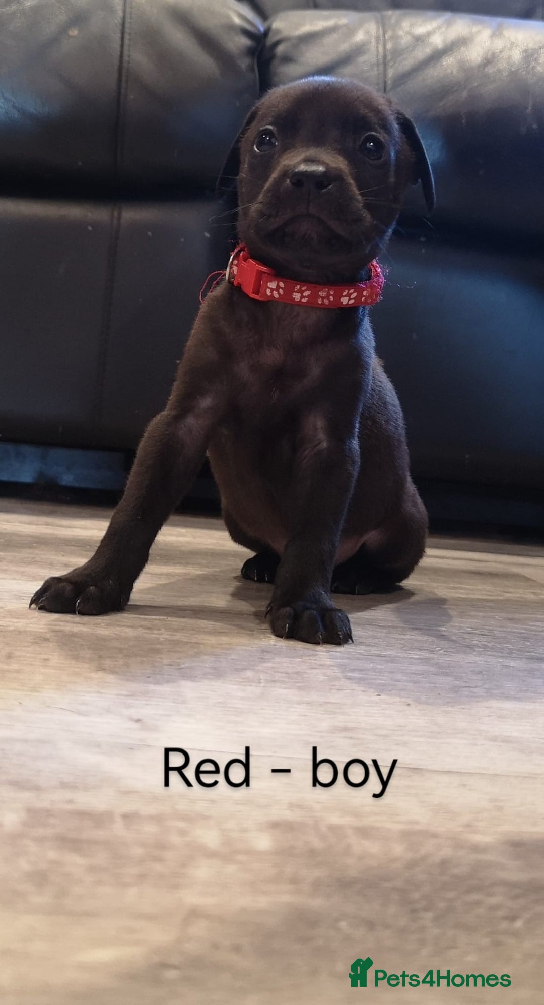 Mixed Breed dogs for sale: Ready in 11 days! 9x LABRADOR X STAFFY  - Image 14