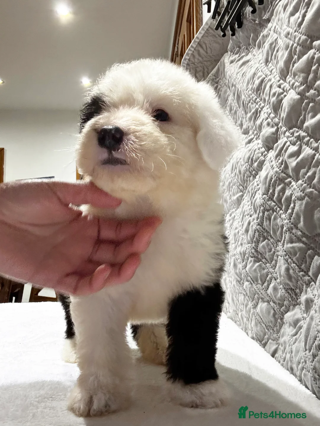 Old English Sheepdog dogs for sale: Outstanding OES top Show Lines,Exceptional Quality - Advert 11