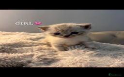 Persian cats for sale: Adorable Persian × Bengal Kittens  - Image 4