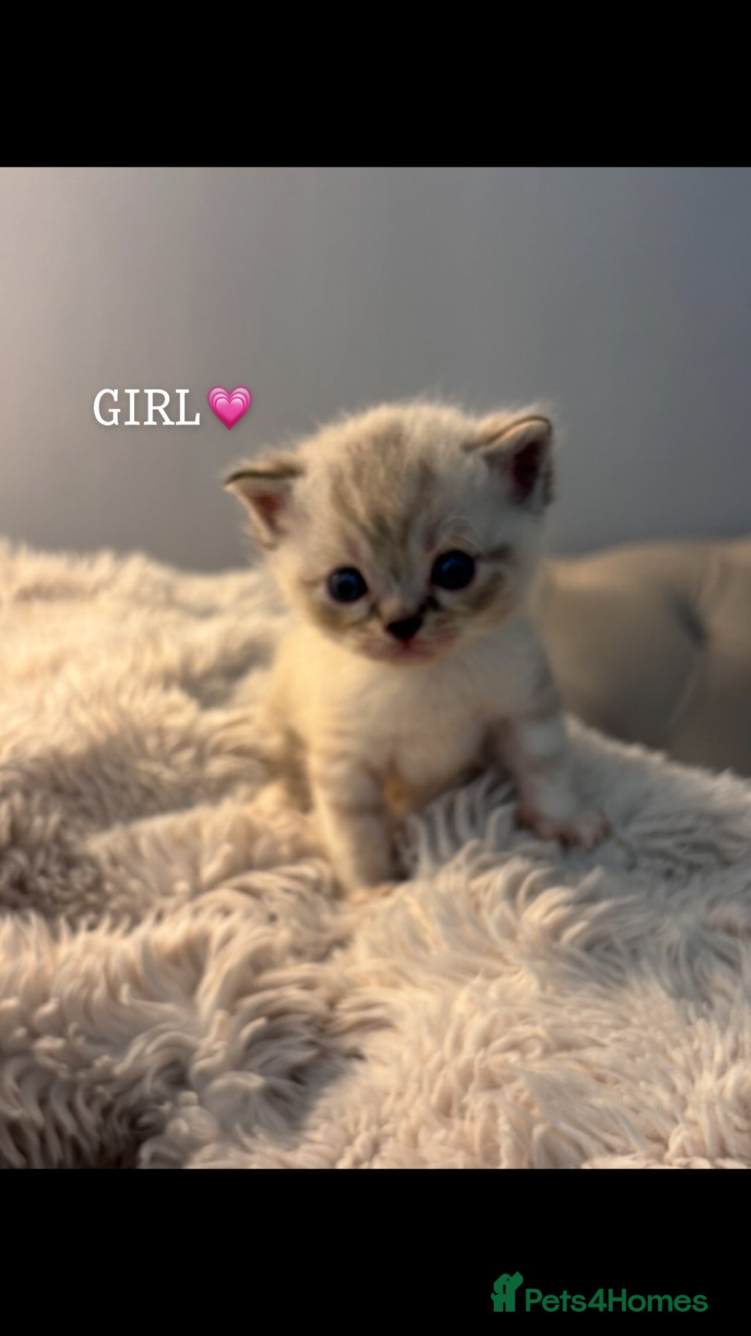 Persian cats for sale: Adorable Persian × Bengal Kittens  - Image 4