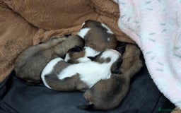 Shih Tzu dogs for sale: 4 beautiful shih tzu puppies 2 female 2 male - Image 6