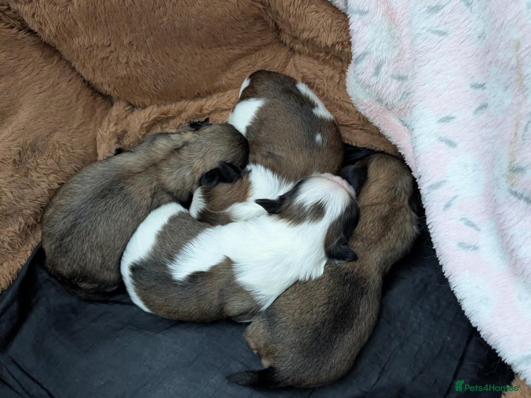 Shih Tzu dogs for sale: 4 beautiful shih tzu puppies 2 female 2 male - Image 6