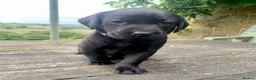 Labrador Retriever dogs for sale: KC working type Labradors  - Advert 4