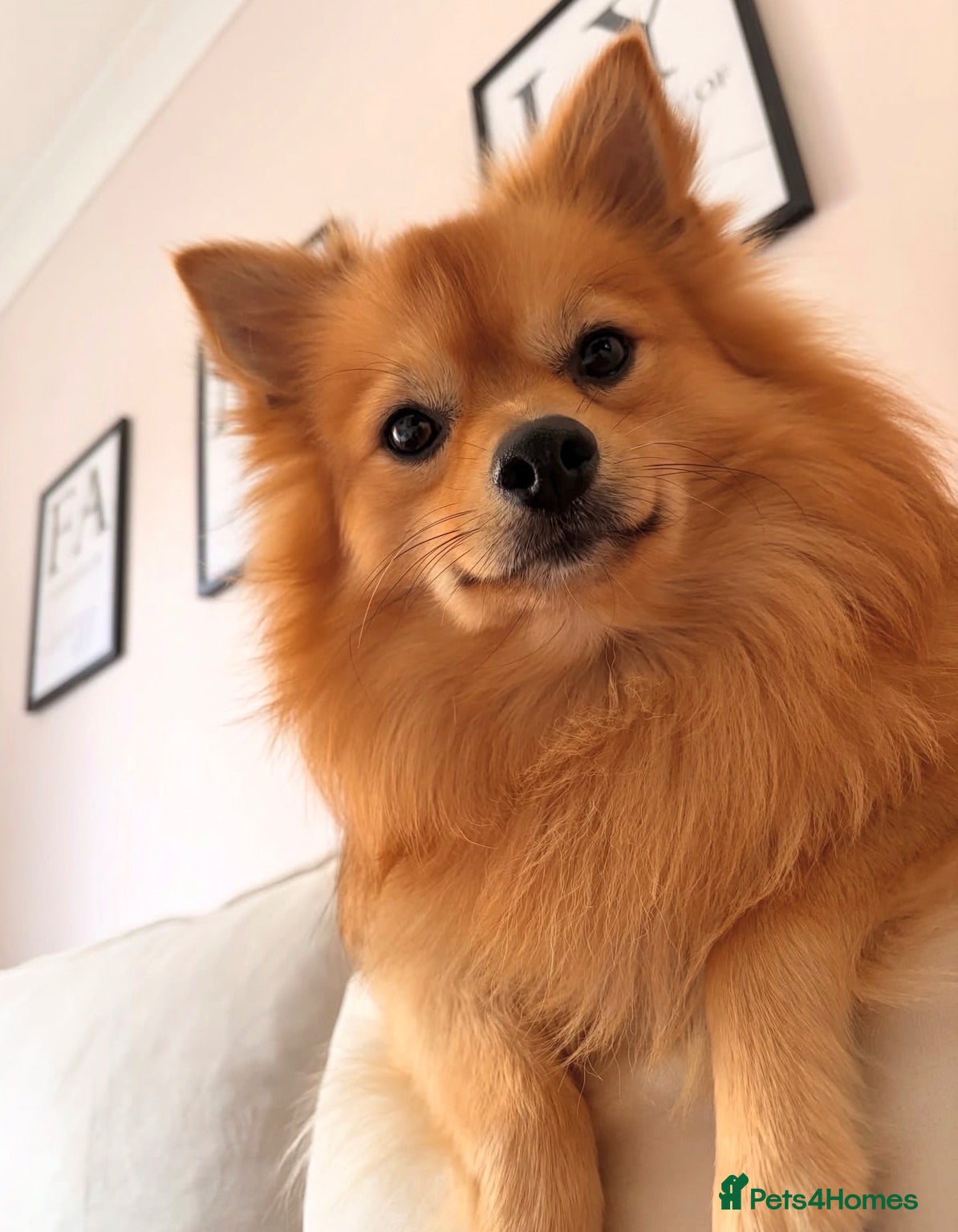 German Spitz dogs Loving home wanted  - Advert 1