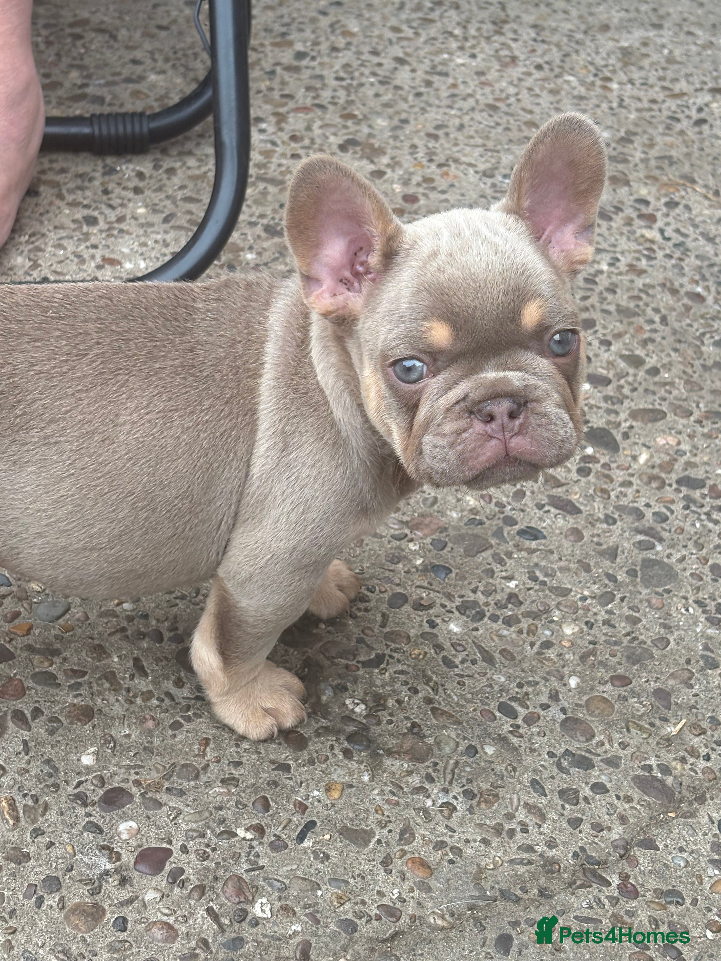 French Bulldog dogs Kc Health clear Pink Fluffy Producers  - Advert 2