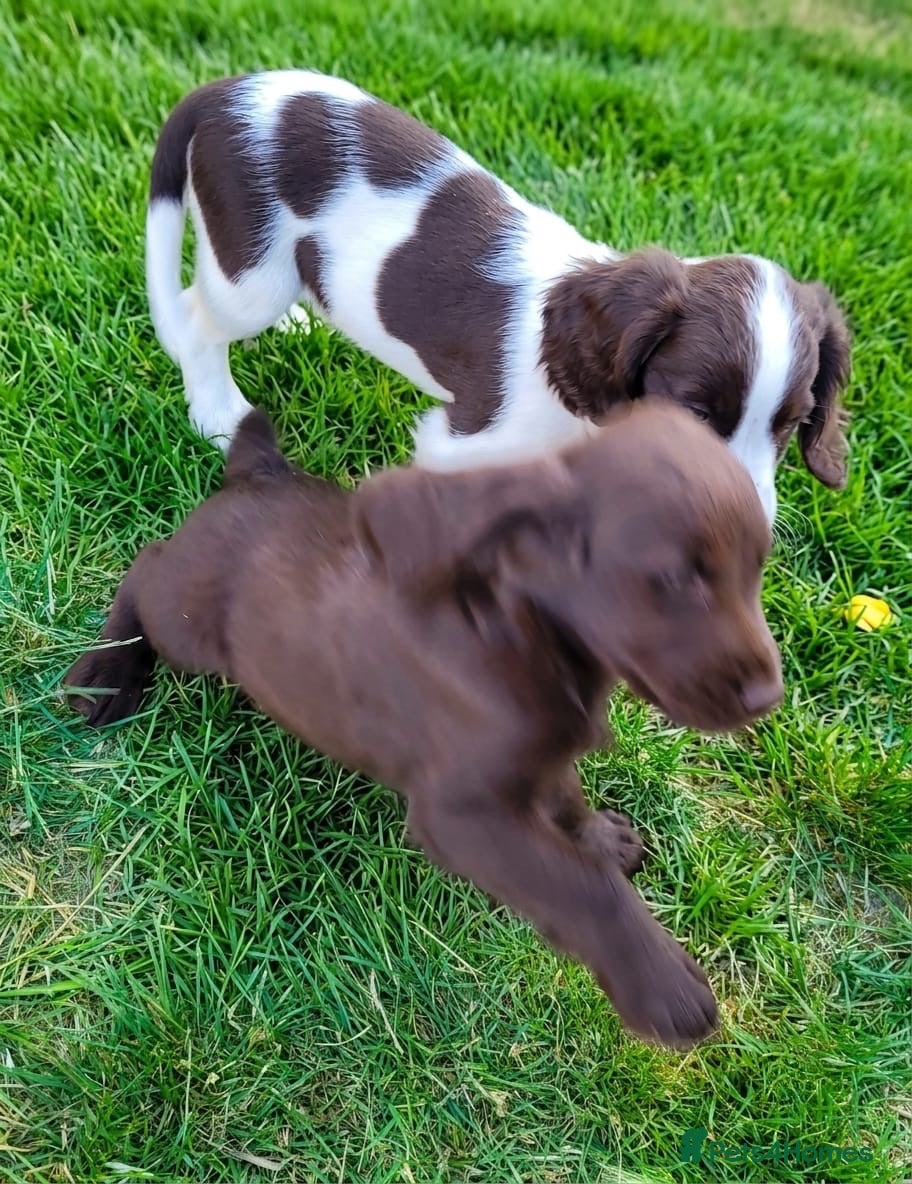 Mixed Breed dogs Cockerdor  - Advert 21