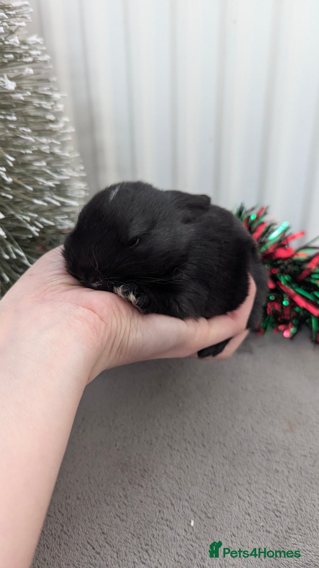 Mini Lop rabbits for sale: Mini lop babies waiting list  - Advert 3