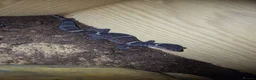 Gecko reptiles for sale: Female Cave Gecko (Goniurosaurus hainanensis) - Advert 3
