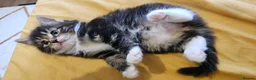 Mixed Breed cats for sale: 🐾❤️Cute tuxedo / tabby mix kittens ❤️🐾 - Advert 18