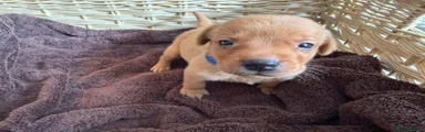 Labrador Retriever Puppy 2 - Dark Blue