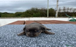 Dachshund dogs for sale: Dachshund puppies for sale  - Image 1