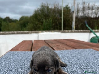 Dachshund dogs - Advert 29