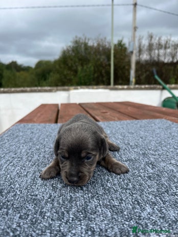 Dachshund dogs - Advert 17