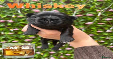 Pug dogs - Advert 1