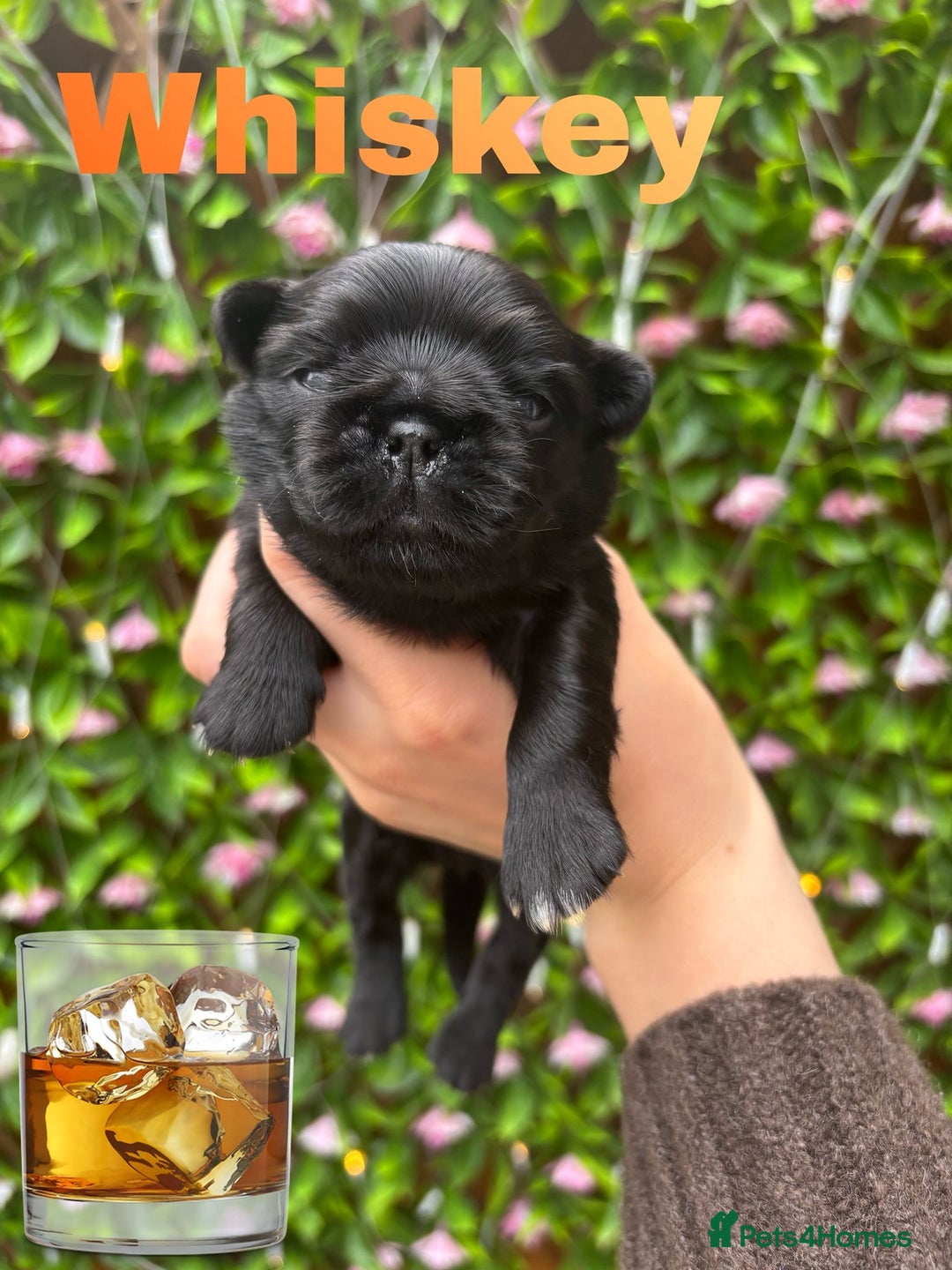 Pug dogs for sale: Kc registered pugs  - Image 3