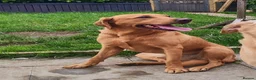 Labrador Retriever dogs for sale: Beautiful Female and Male Working Labrador Puppies - Advert 30