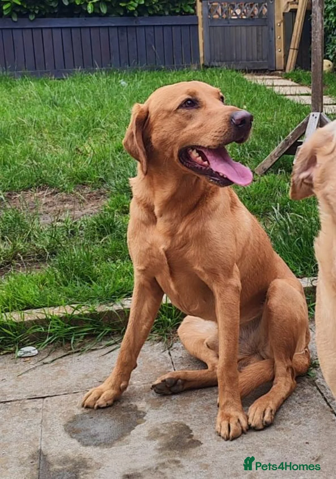 Labrador Retriever dogs for sale: Beautiful Female and Male Working Labrador Puppies - Advert 30