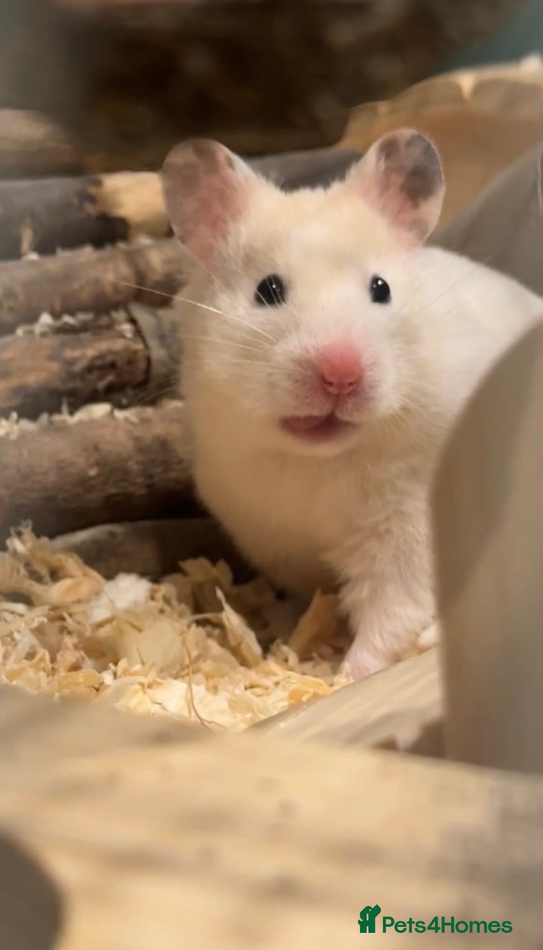 Hamster rodents for sale: Cute 7 month Syrian Hamster + cage + toys + food - Advert 1