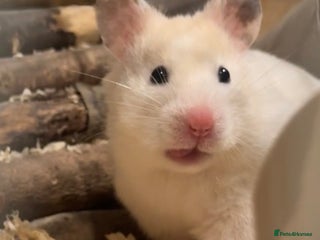 Hamster rodents Cute 7 month Syrian Hamster + cage + toys + food - Advert 1