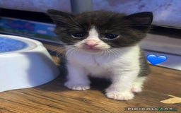 Mixed Breed cats for sale: Mixed breed British short haired kittens  - Image 2